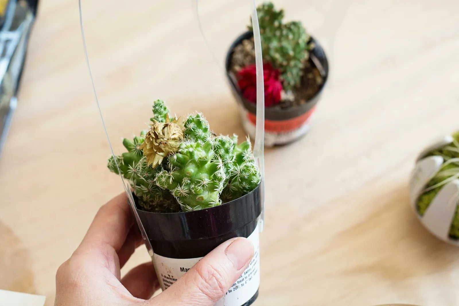 Creating a Desert-Style Terrarium for Cacti