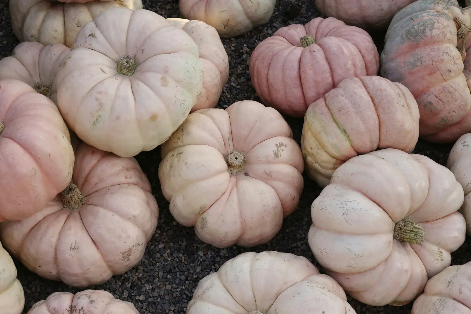 Pumpkin Season