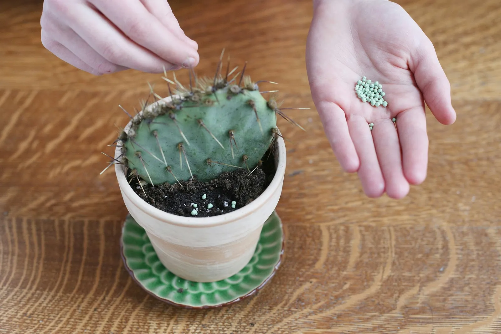 Prickly Pear Cactus Cultivation Guide