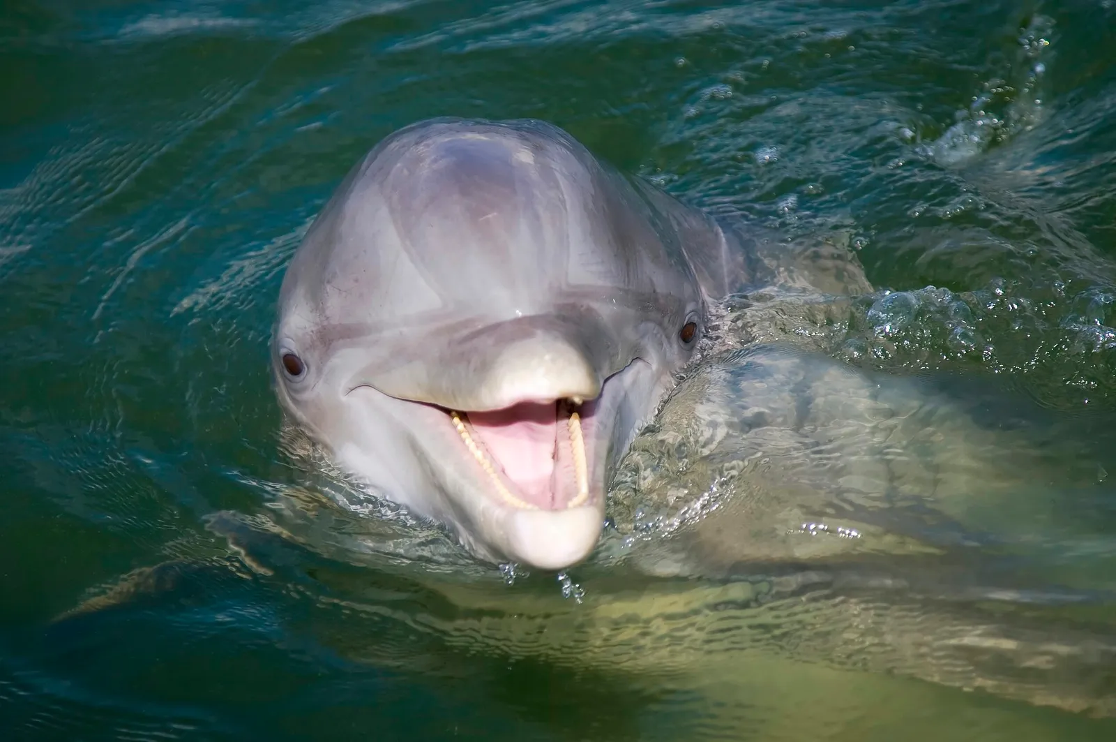 Bottlenose Dolphin
