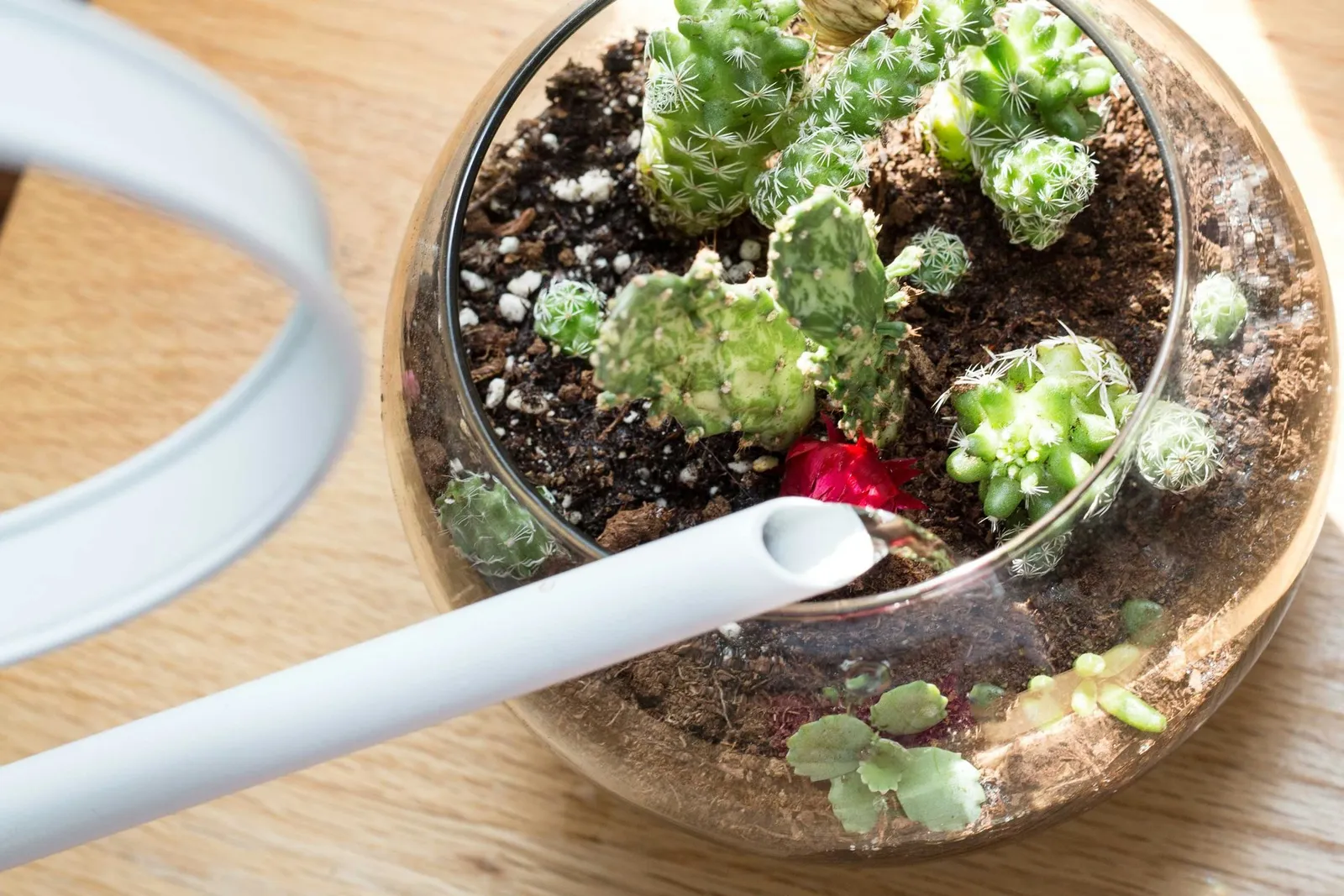 Creating a Desert-Style Terrarium for Cacti