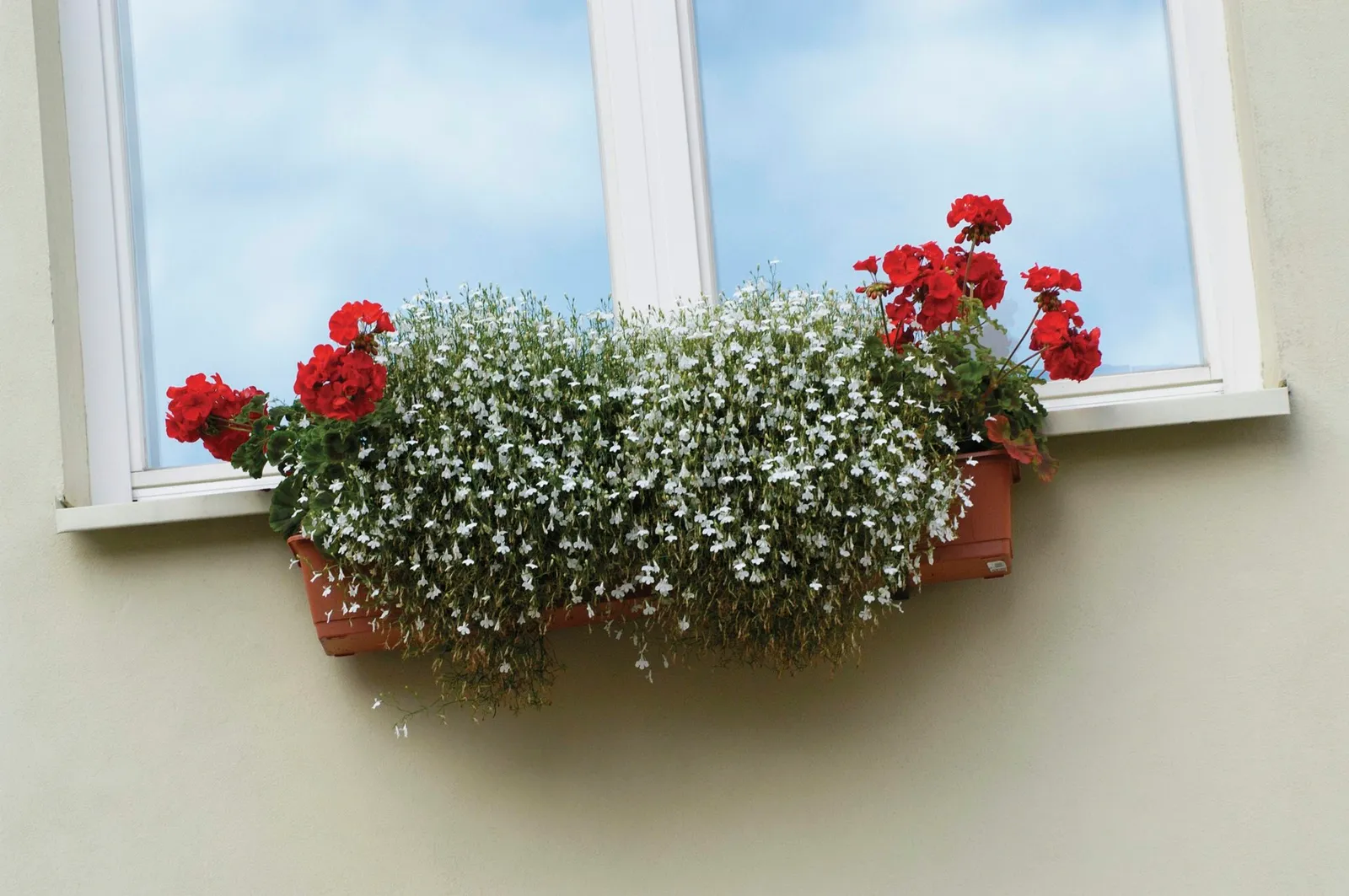 Red Ivy Geranium and white Lobelia in a window box