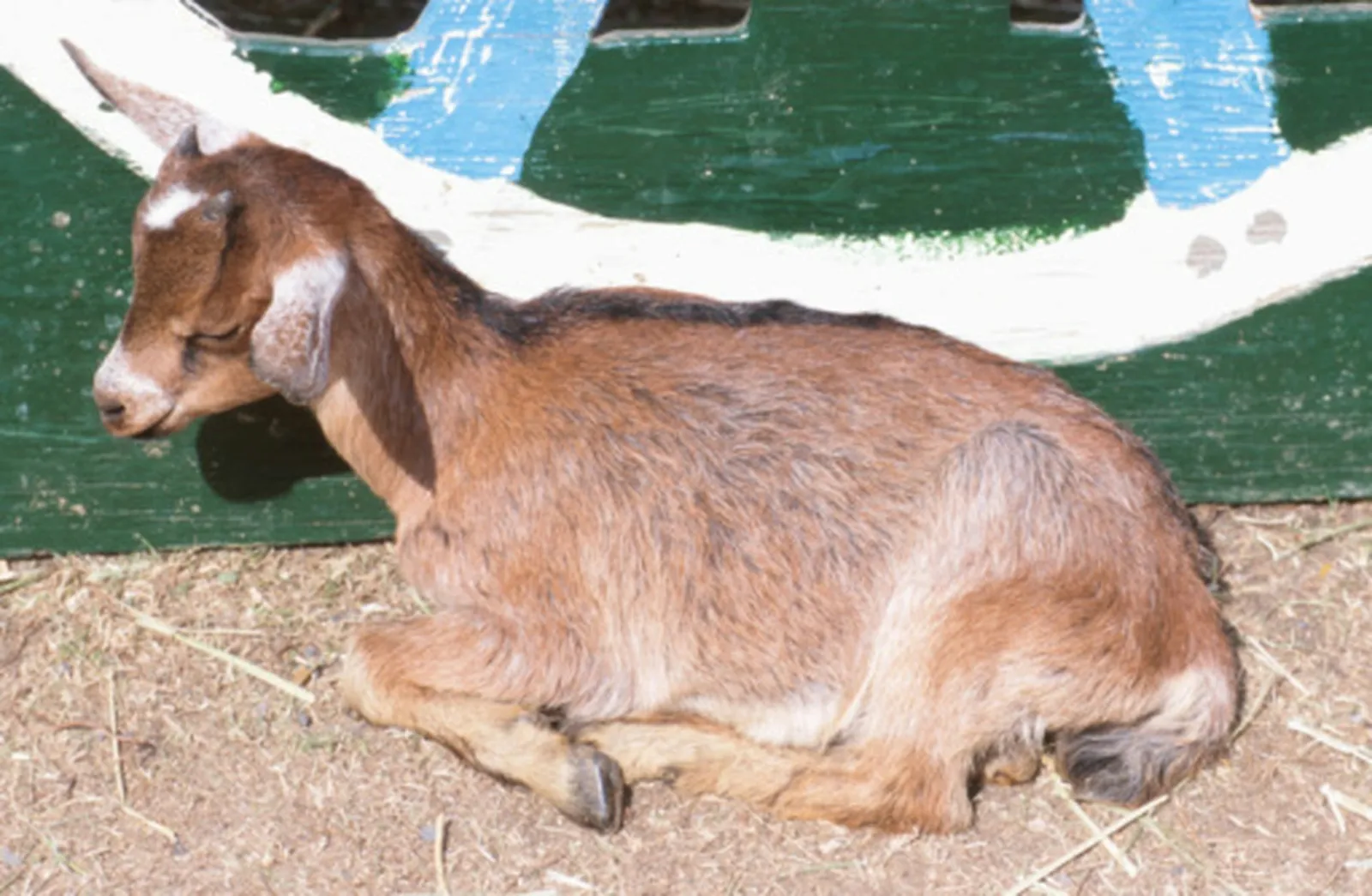 Smaller pole barns can serve smaller livestock or be used for feed and hay storage.