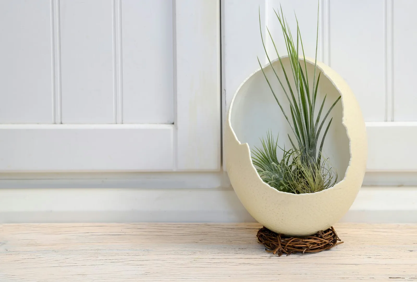 air plant in the Ostrich egg