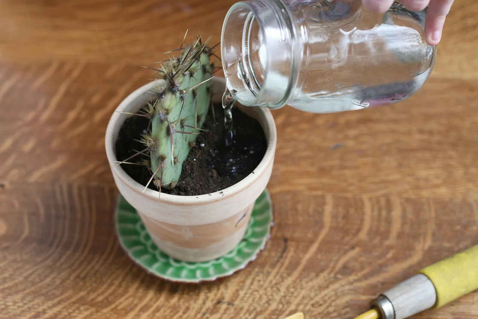 Prickly Pear Cactus Cultivation Guide
