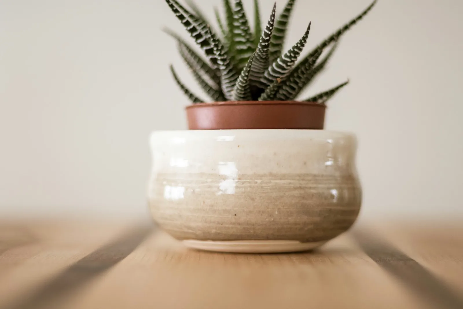 Small zebra haworthia succulent in clay pot