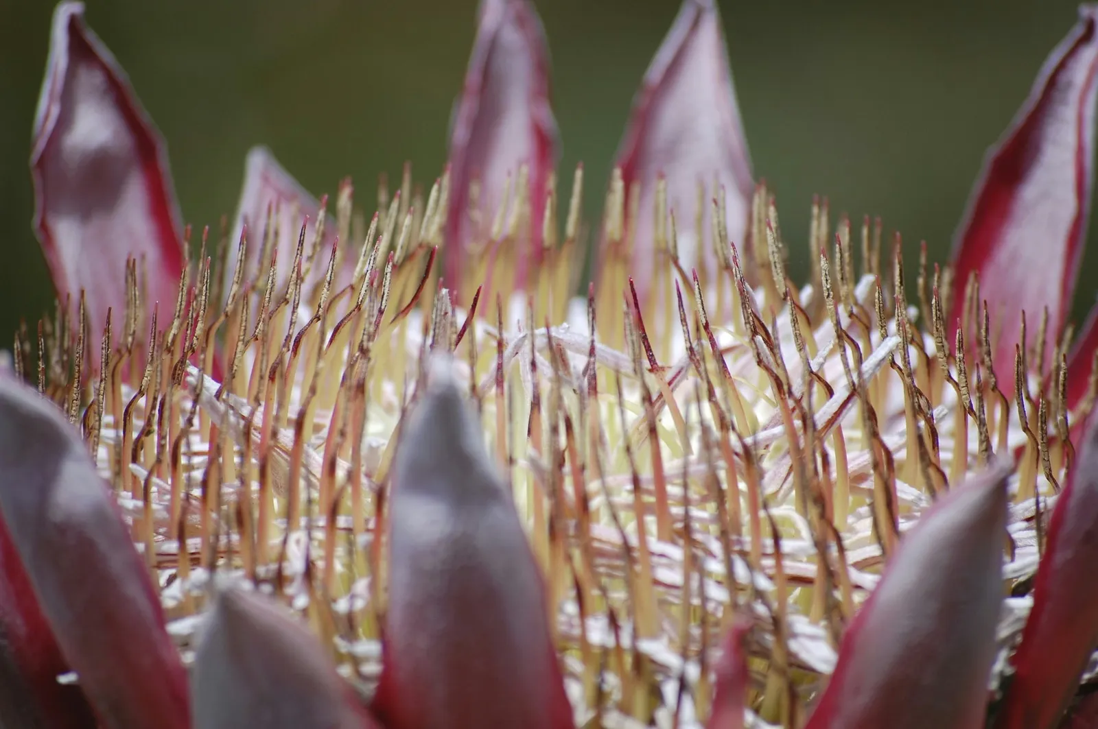 Protea
