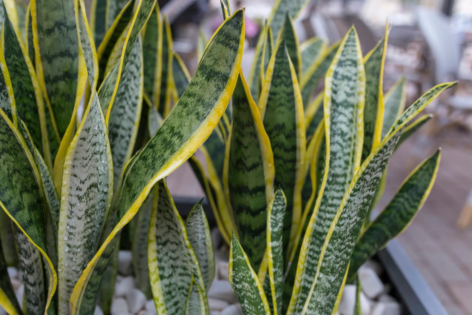 Sansevieria (Snake Plant)