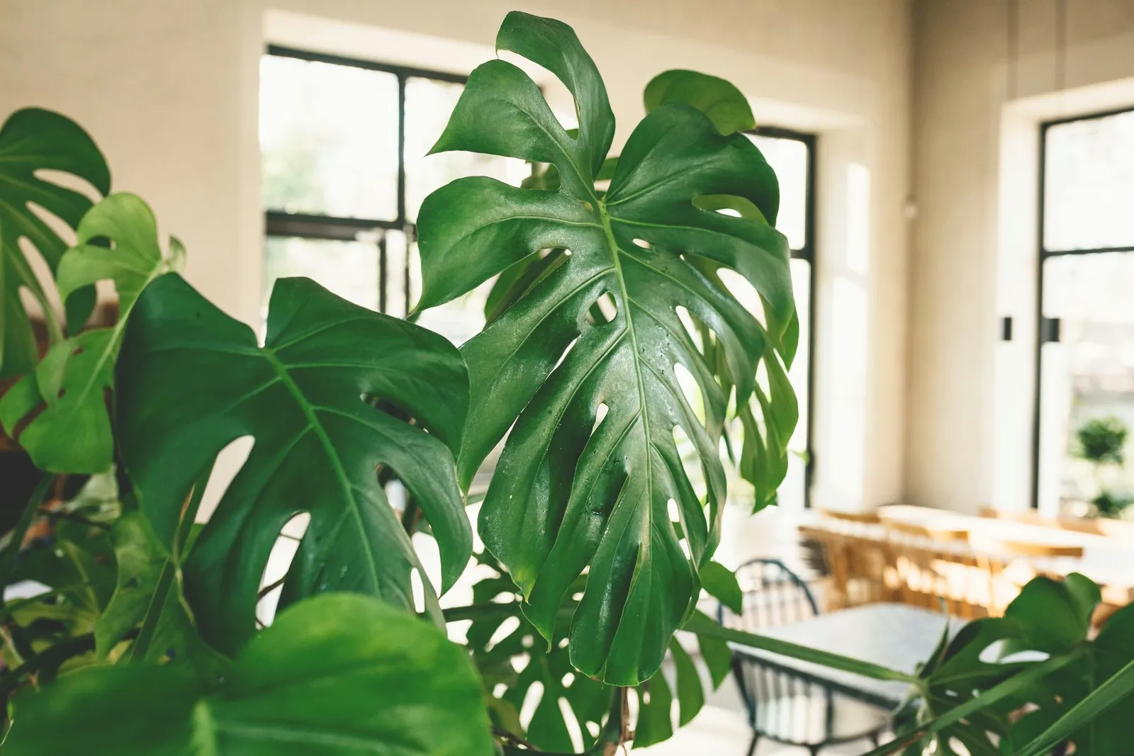 Close up of leaves of monstera plant