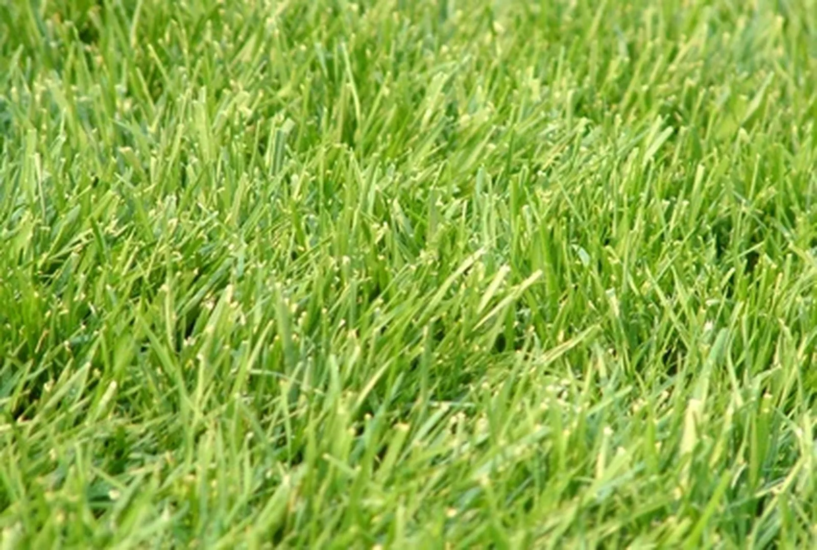 Grass clippings provide nitrogen to Florida lawns.