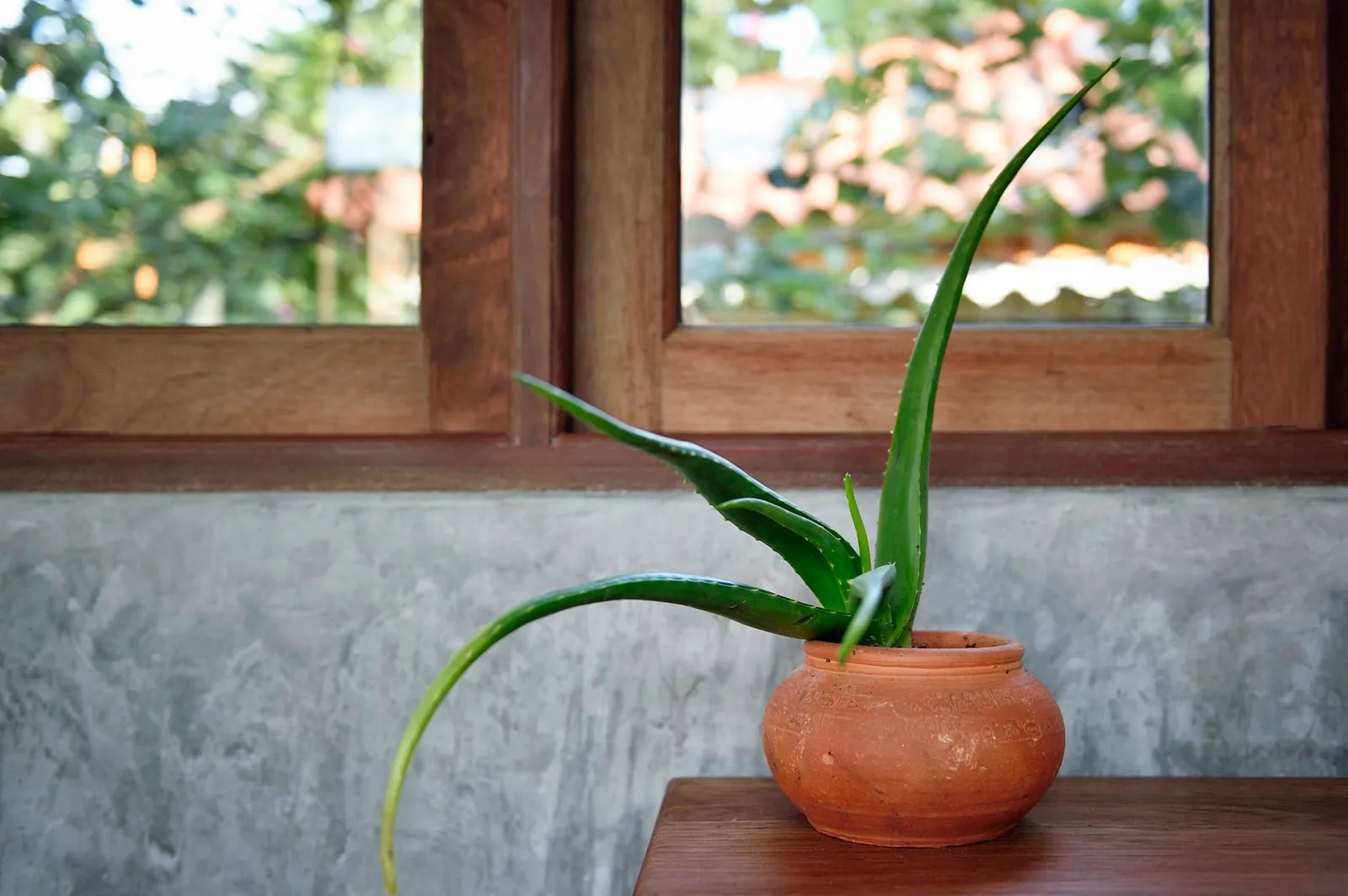 Aloe vera on a wooden table
