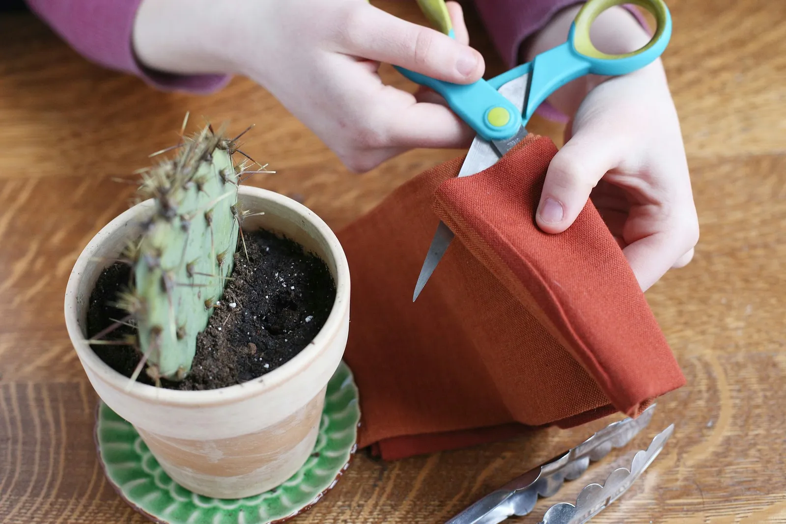 Prickly Pear Cactus Cultivation Guide