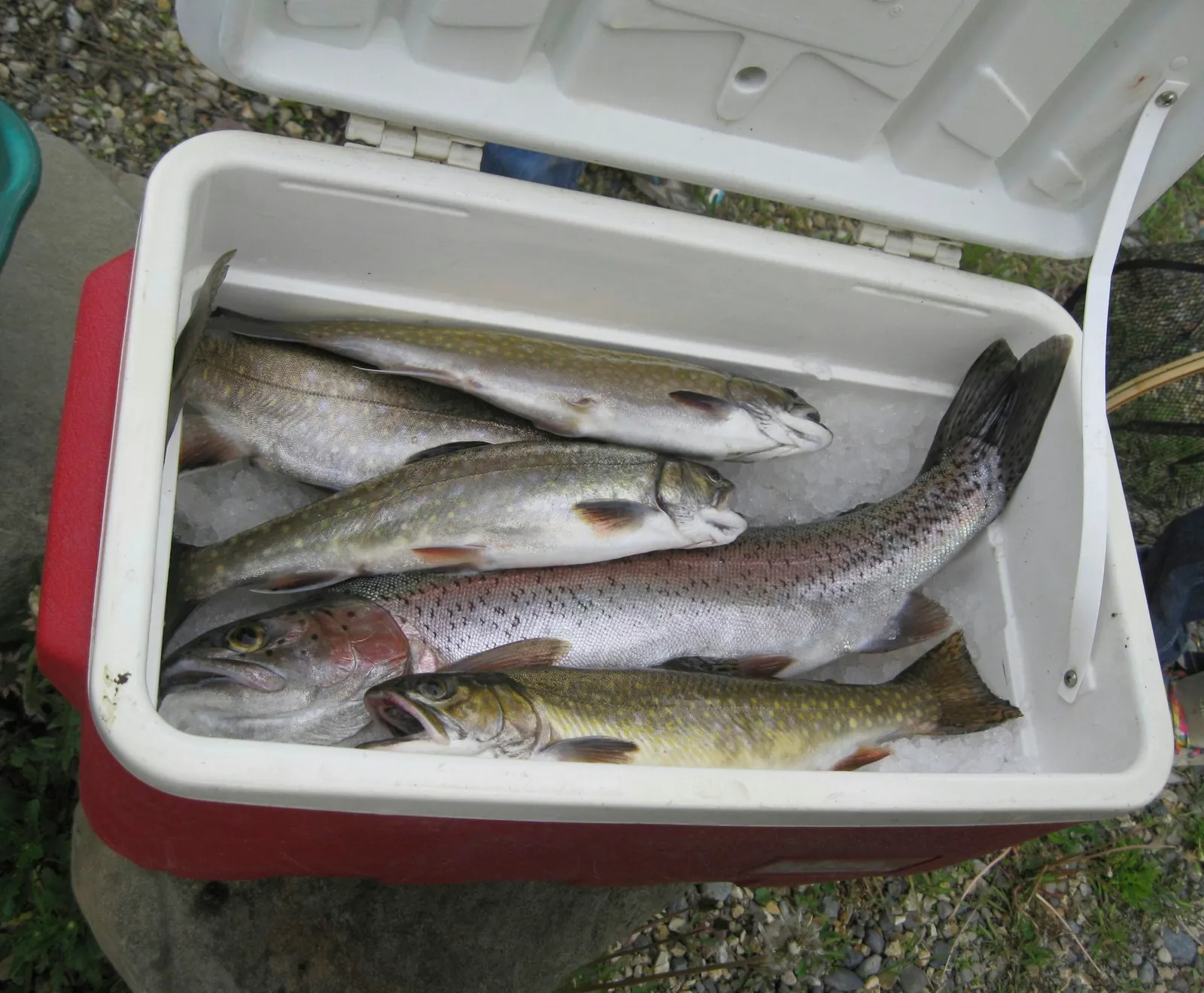 Trout catch